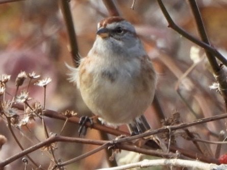 Пасовник північний - ML645824101