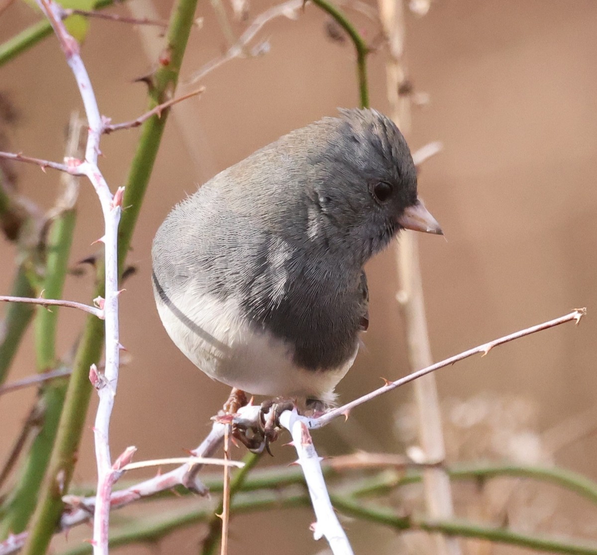 Dark-eyed Junco (Slate-colored) - ML645824102
