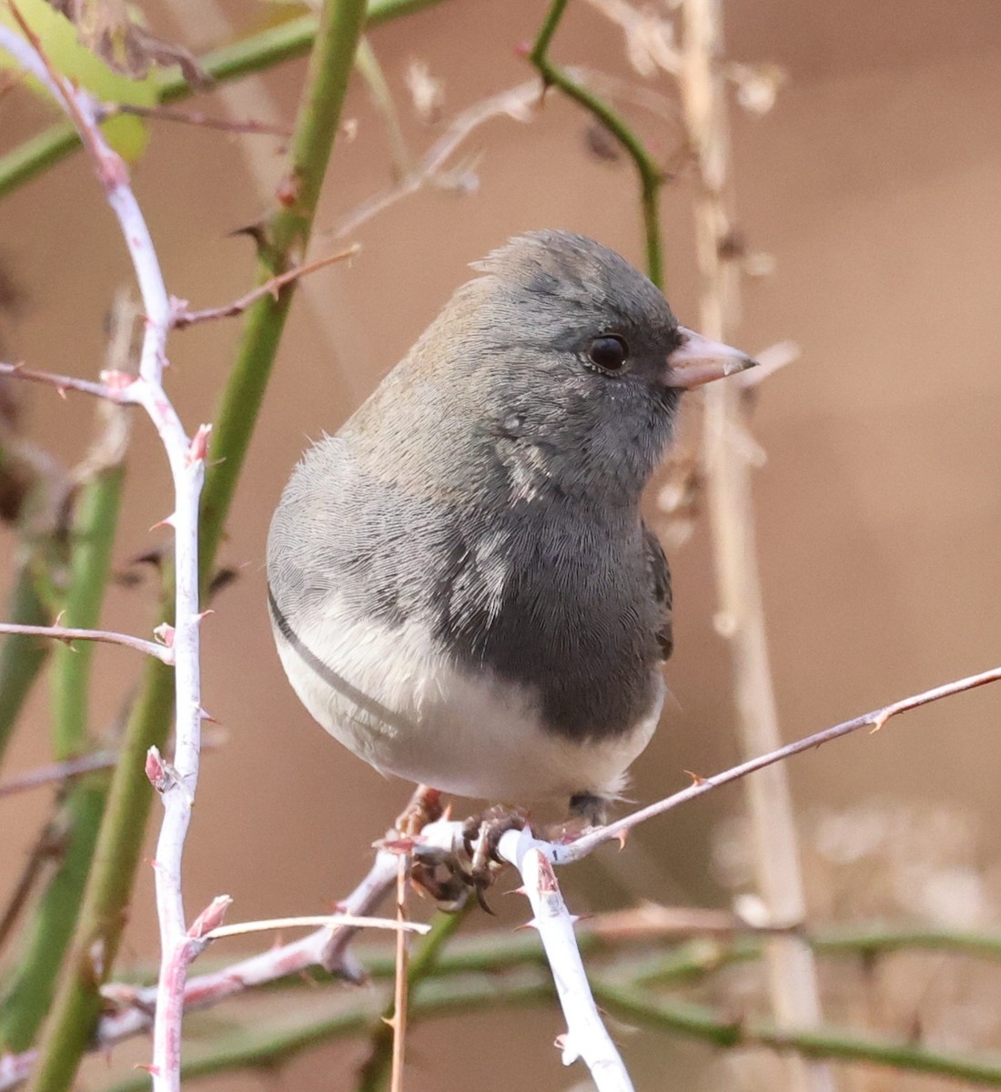 Dark-eyed Junco (Slate-colored) - ML645824103