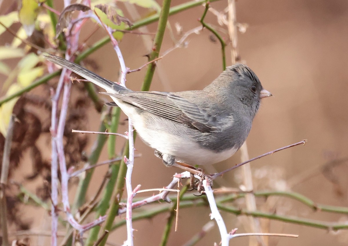 Dark-eyed Junco (Slate-colored) - ML645824104