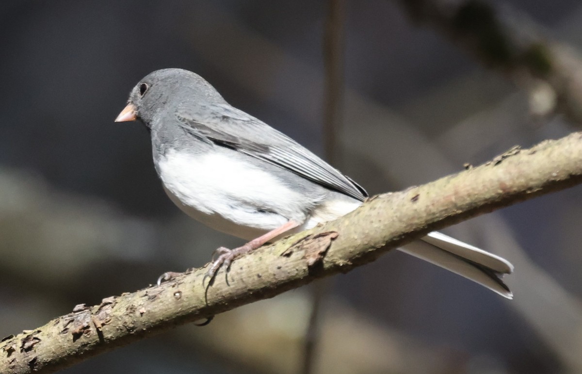 Dark-eyed Junco (Slate-colored) - ML645824105