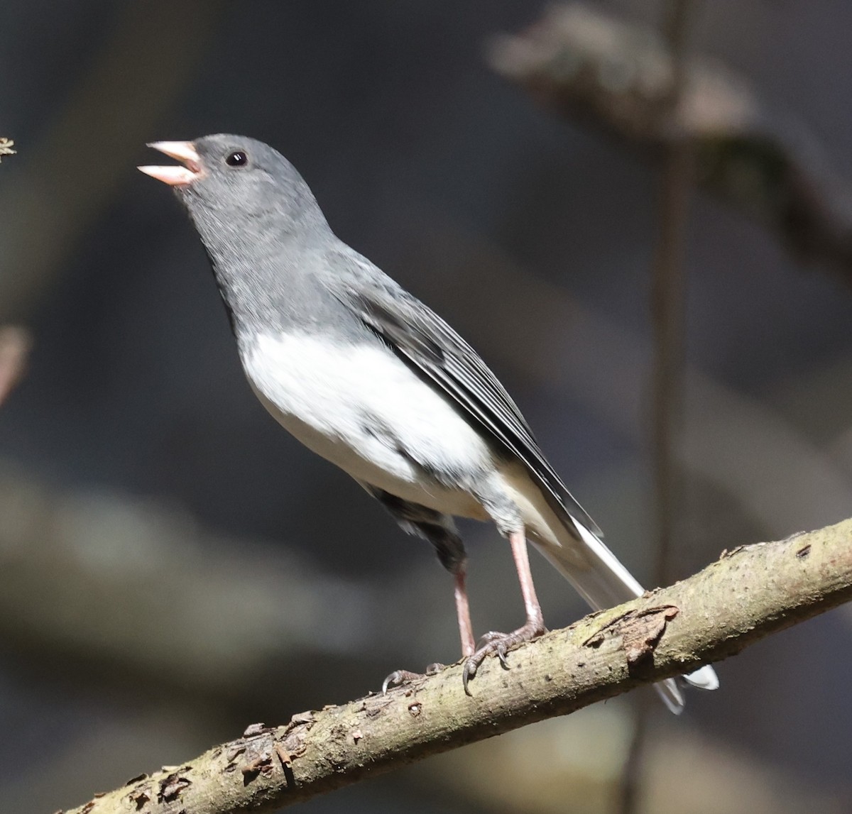 Dark-eyed Junco (Slate-colored) - ML645824106