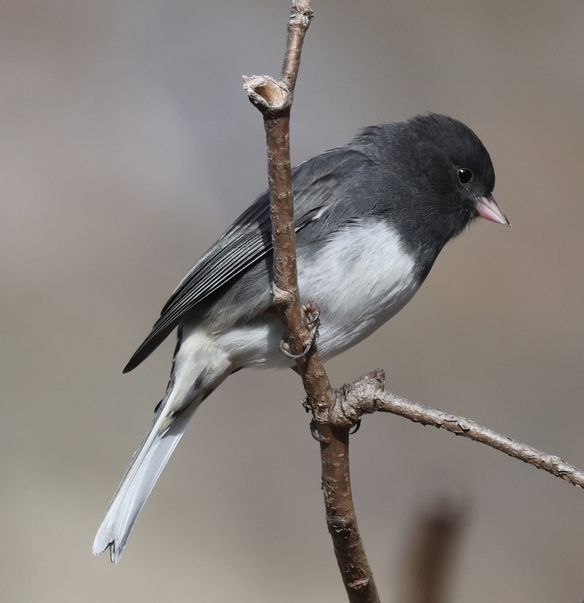 Dark-eyed Junco (Slate-colored) - ML645824107
