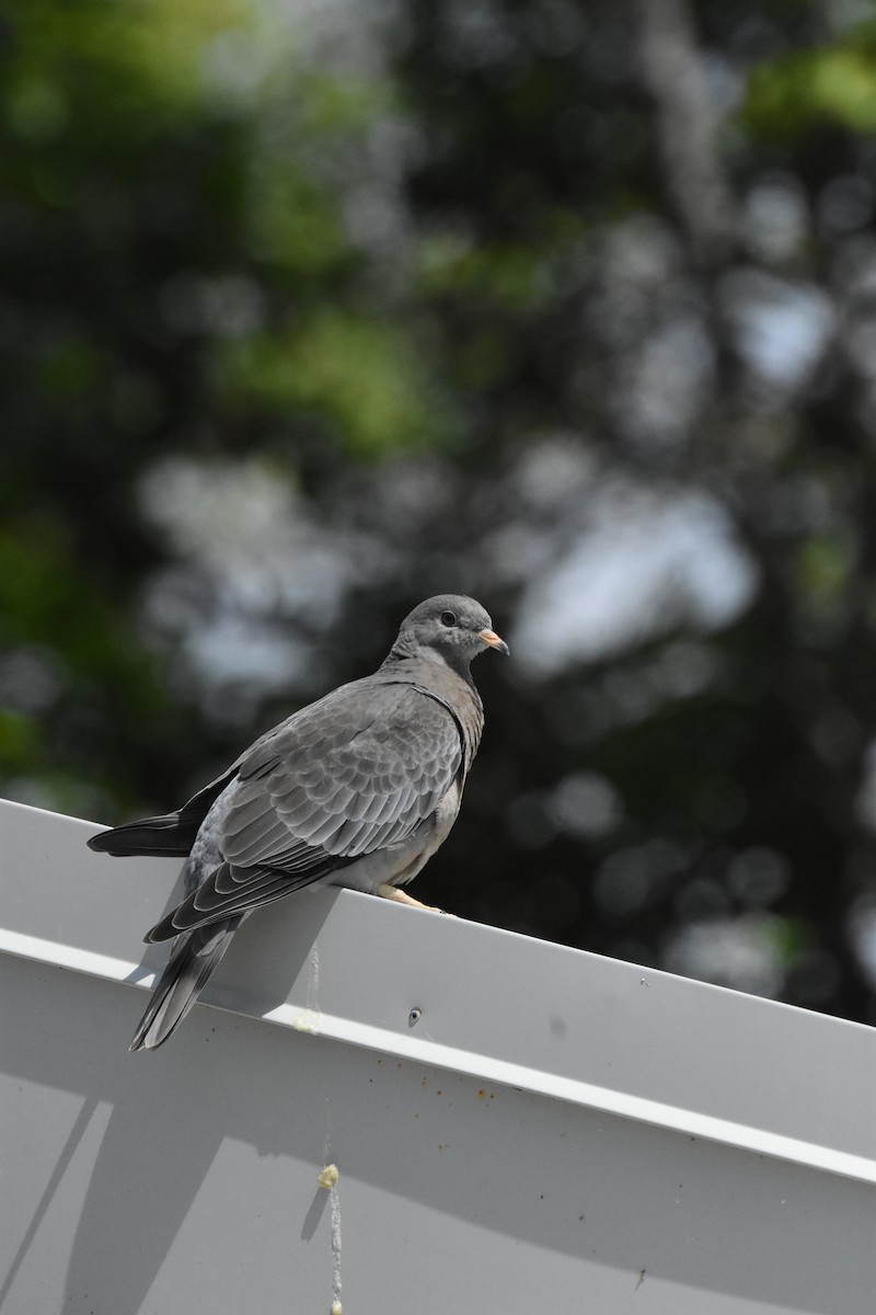 Band-tailed Pigeon - ML645824108