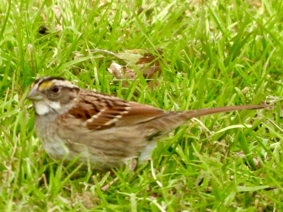 White-throated Sparrow - ML645824109