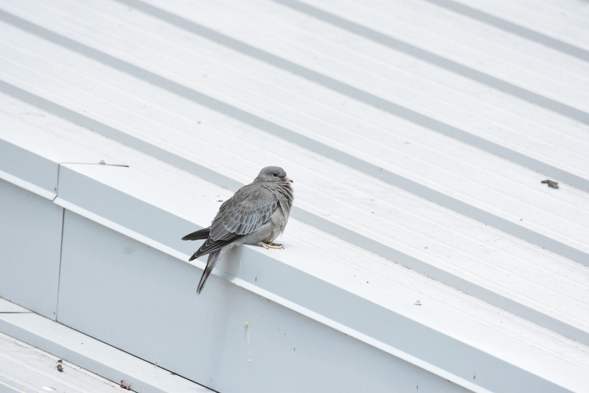 Band-tailed Pigeon - ML645824111