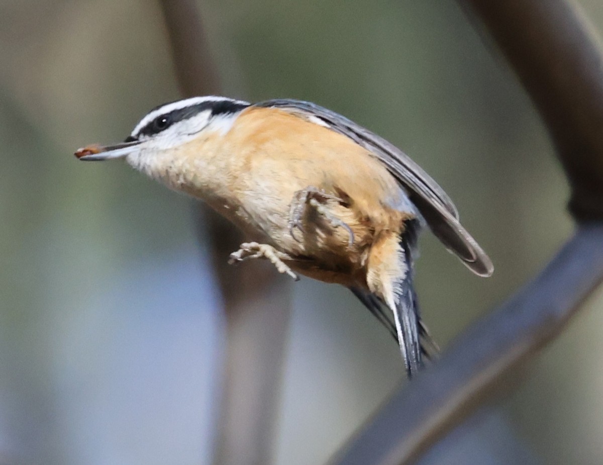 Red-breasted Nuthatch - ML645824112
