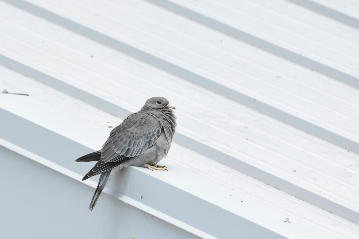 Band-tailed Pigeon - ML645824114