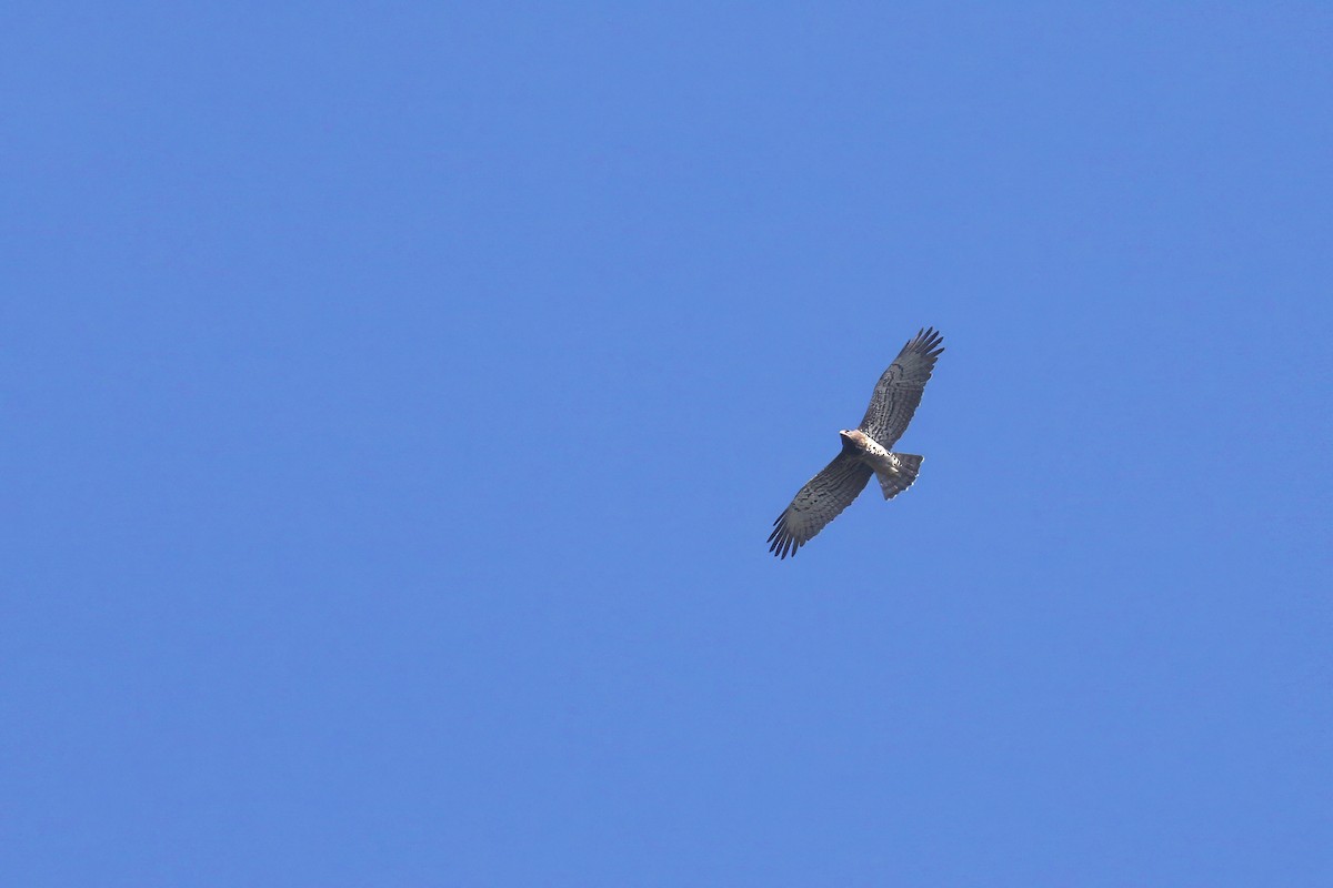 orlík krátkoprstý - ML645824116