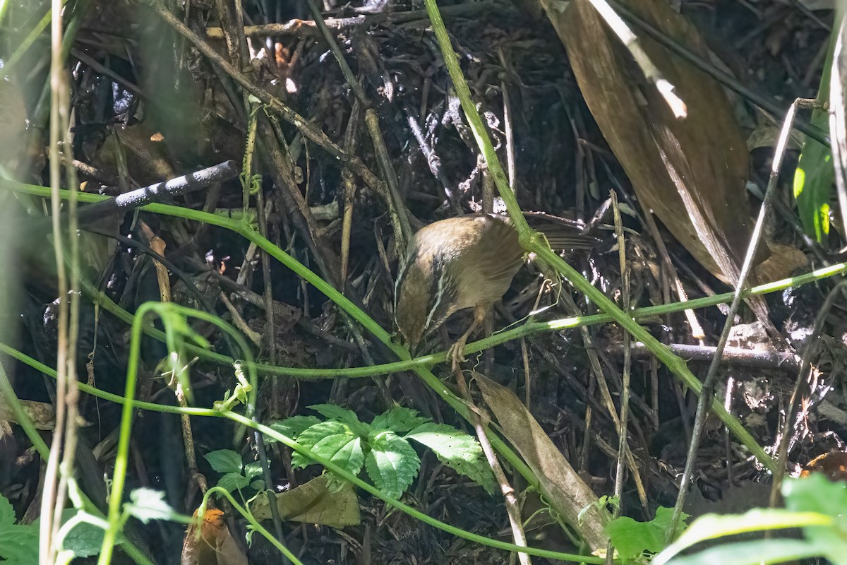 Ржаволобая альциппа - ML645824120