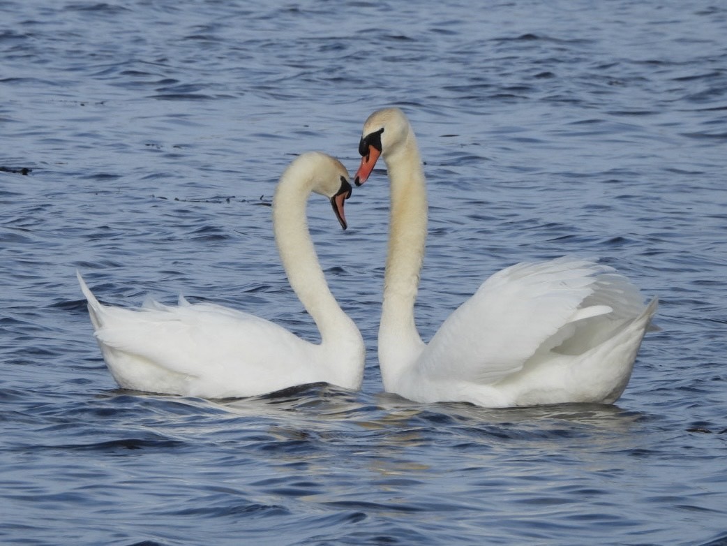 Mute Swan - ML645824122
