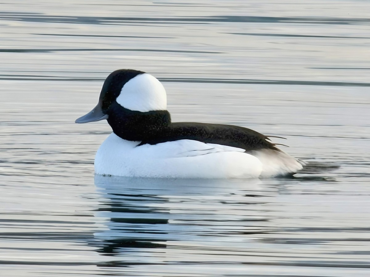 Гоголь-головастик - ML645824133