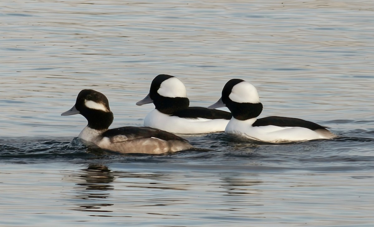 Гоголь-головастик - ML645824134