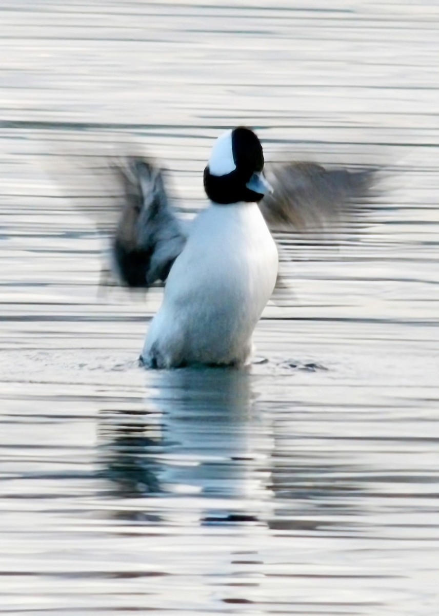 Гоголь-головастик - ML645824135