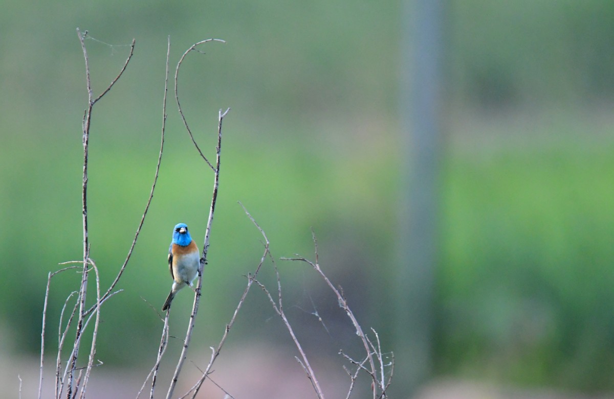 Lazuli Bunting - ML645824136