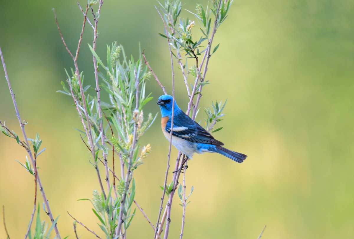 Lazuli Bunting - ML645824138