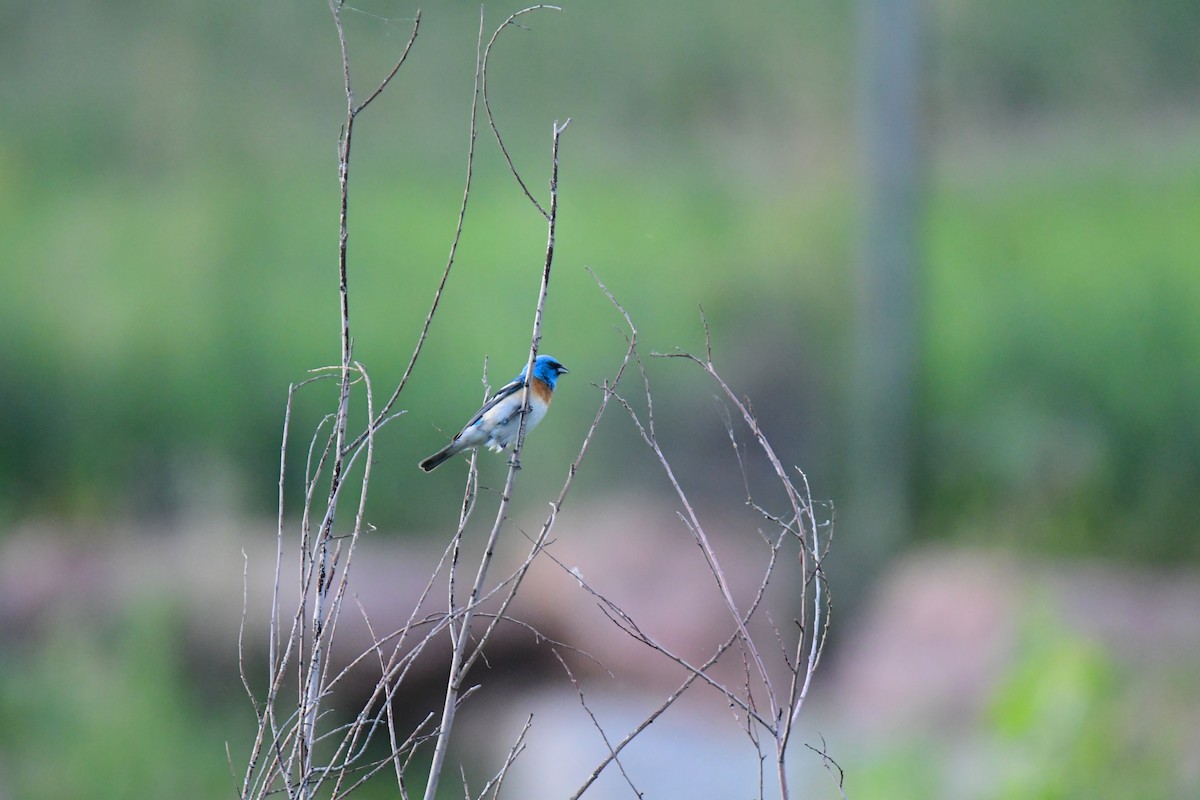 Lazuli Bunting - ML645824139