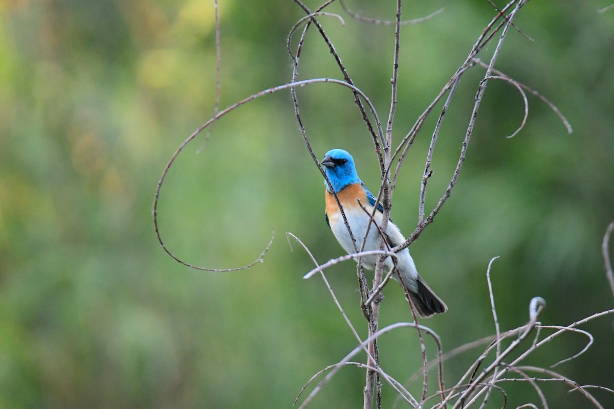 Lazuli Bunting - ML645824140