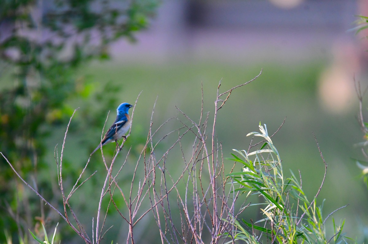 Lazuli Bunting - ML645824141