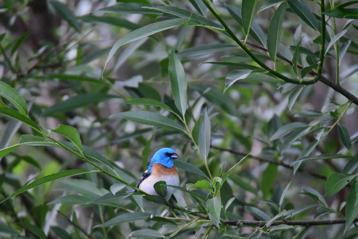 Lazuli Bunting - ML645824142