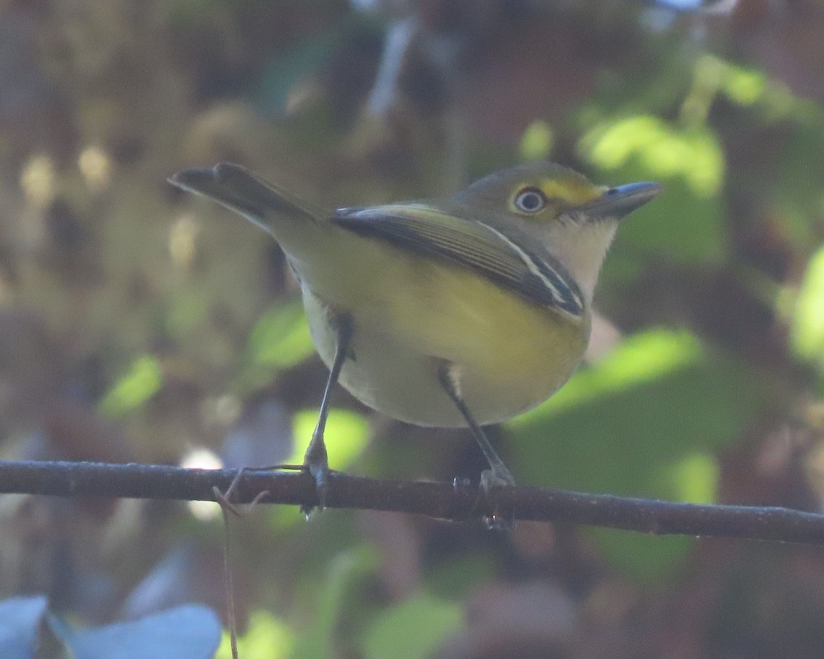 White-eyed Vireo - ML645824143