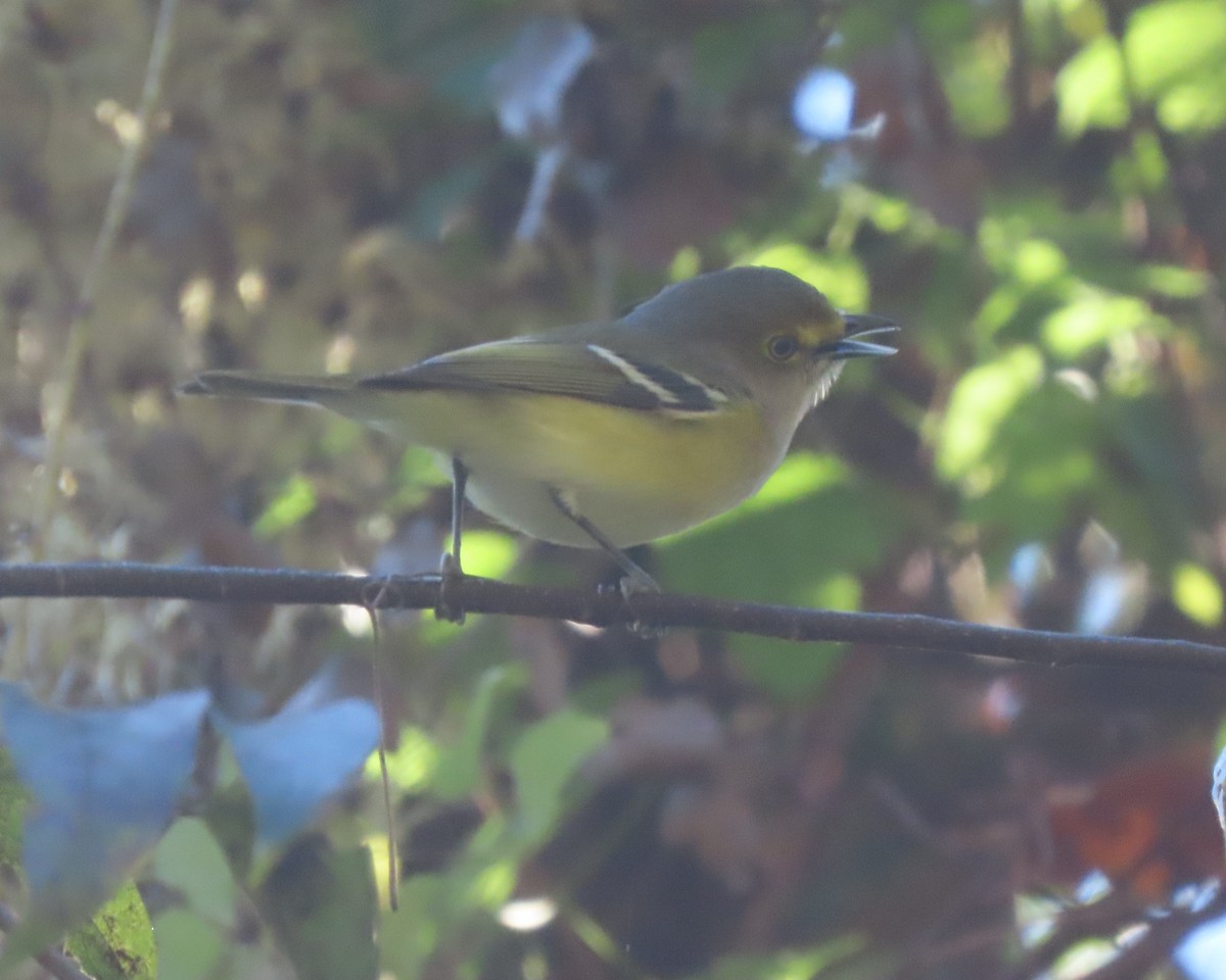 White-eyed Vireo - ML645824144