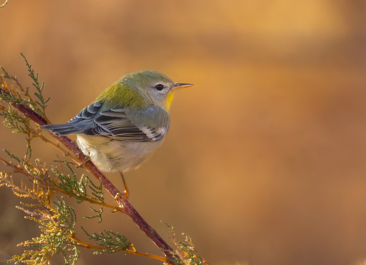 Northern Parula - ML645824167