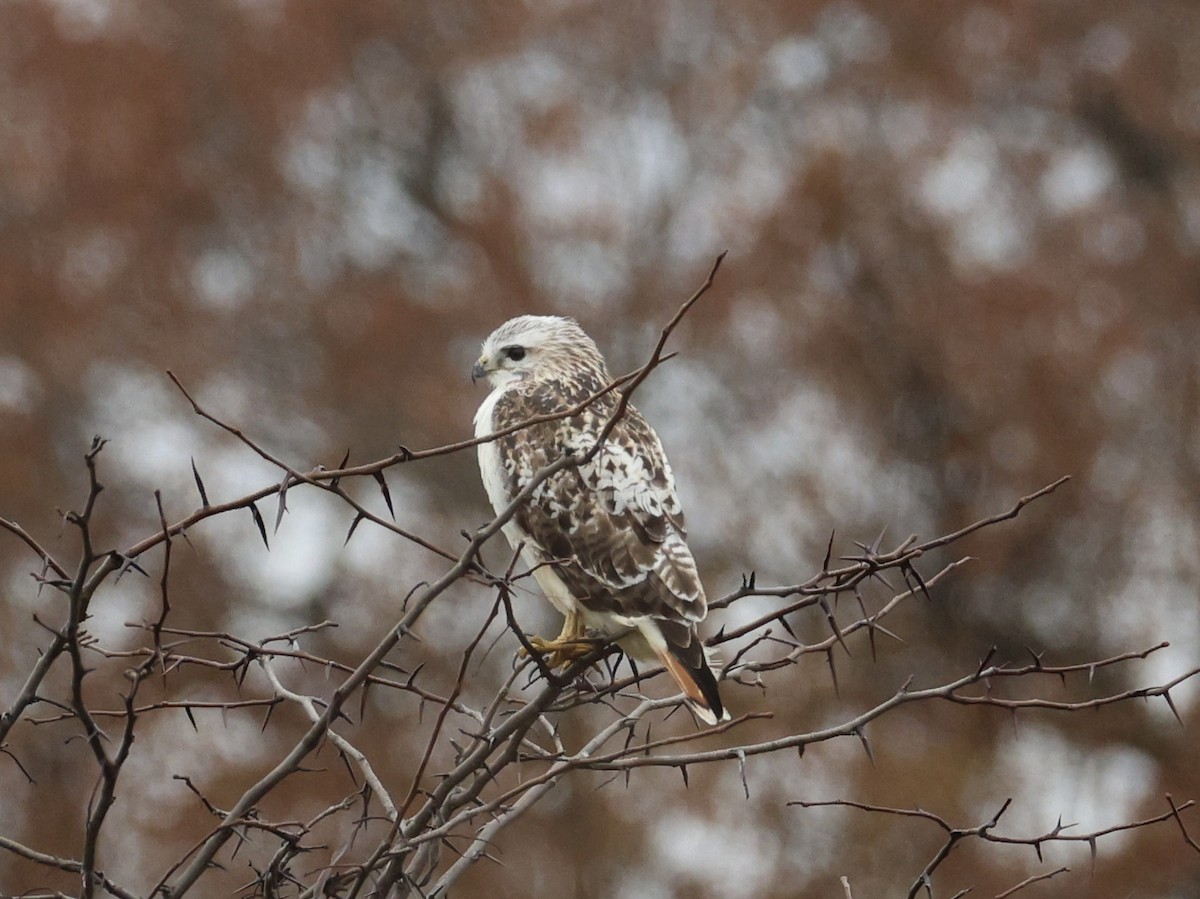 Red-tailed Hawk (Krider's) - ML645824169
