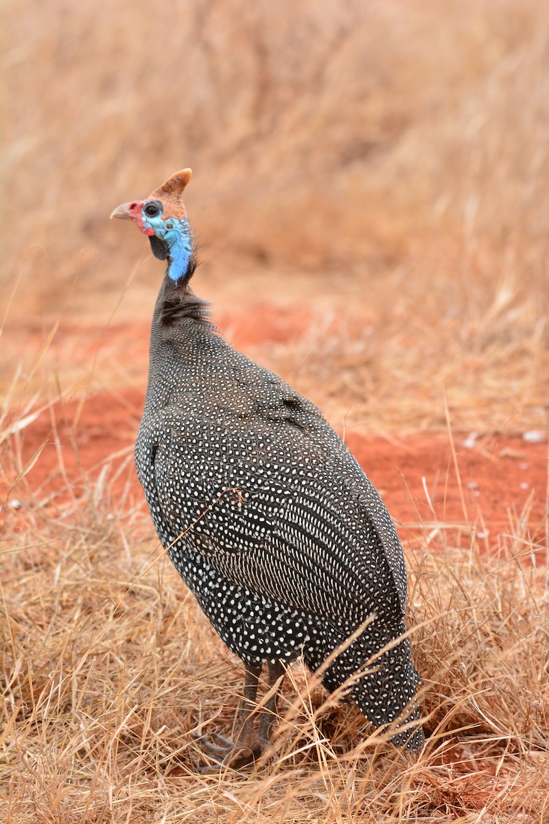 Helmeted Guineafowl - ML645824174