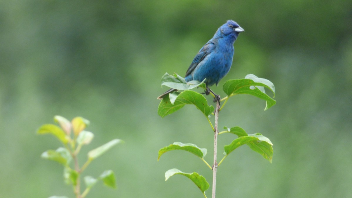 Indigo Bunting - ML645824175