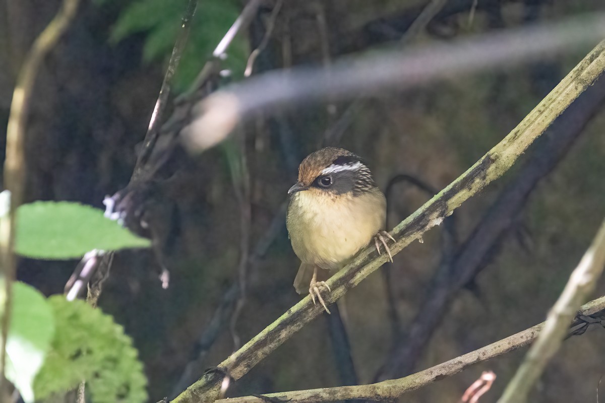 Ржаволобая альциппа - ML645824181