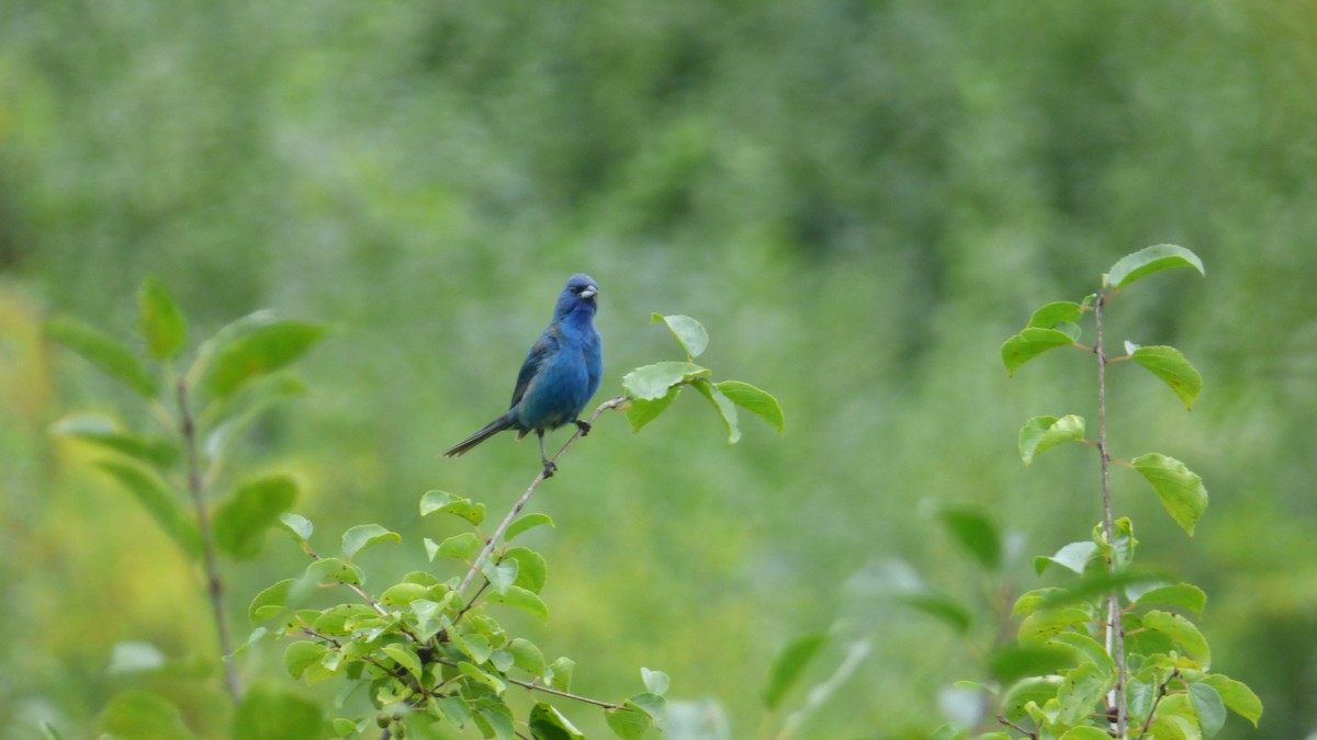 Indigo Bunting - ML645824185
