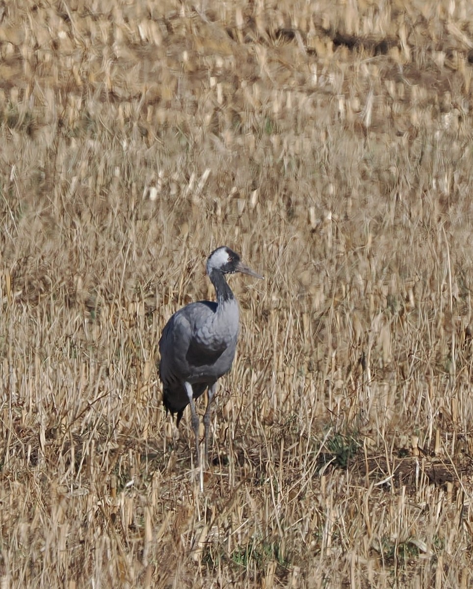 Common Crane - ML645824190