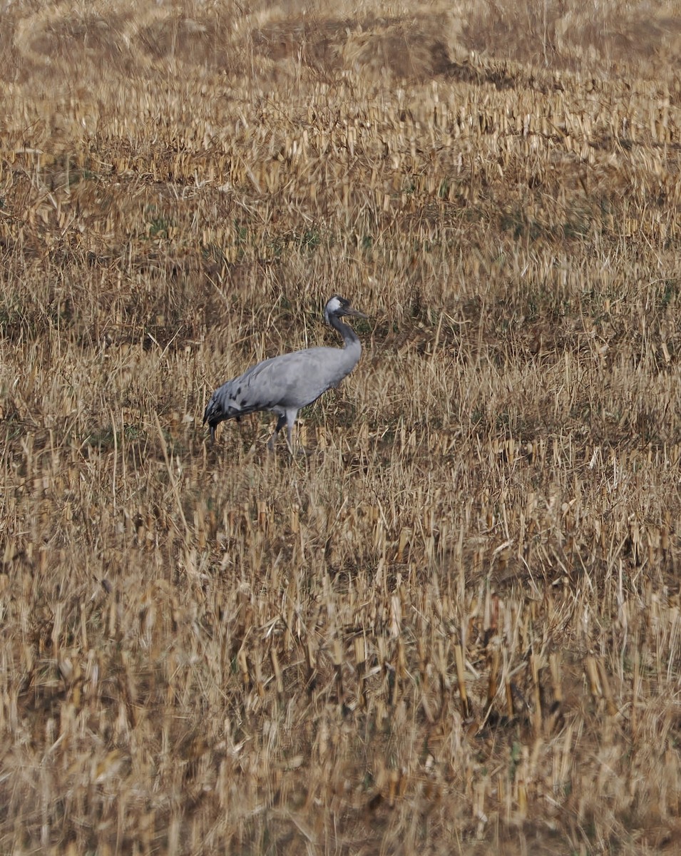 Common Crane - ML645824191