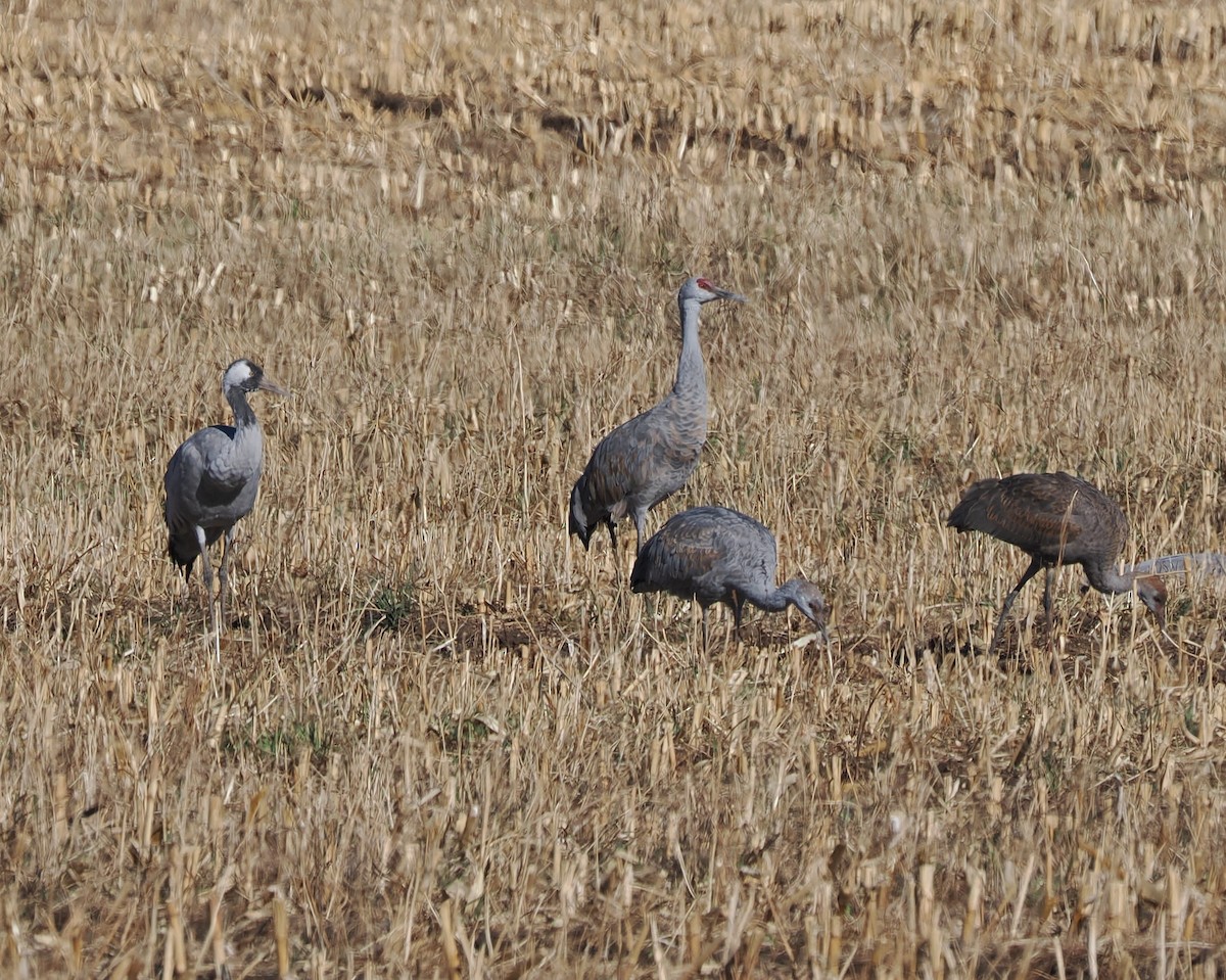 Common Crane - ML645824192