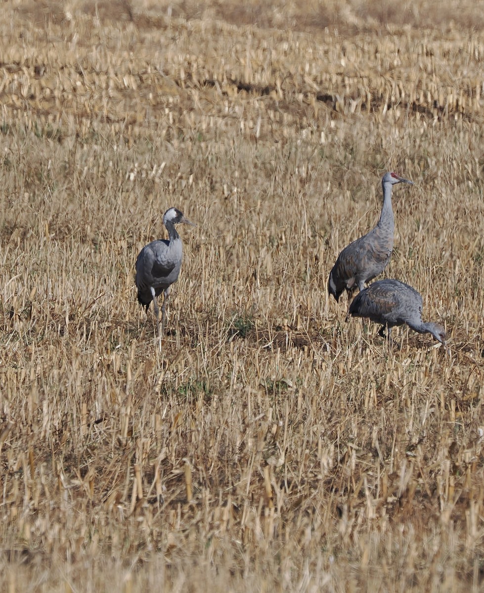Common Crane - ML645824193