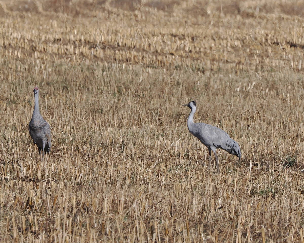 Common Crane - ML645824194
