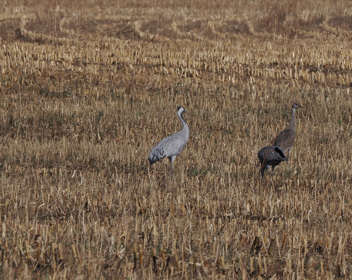 Common Crane - ML645824195