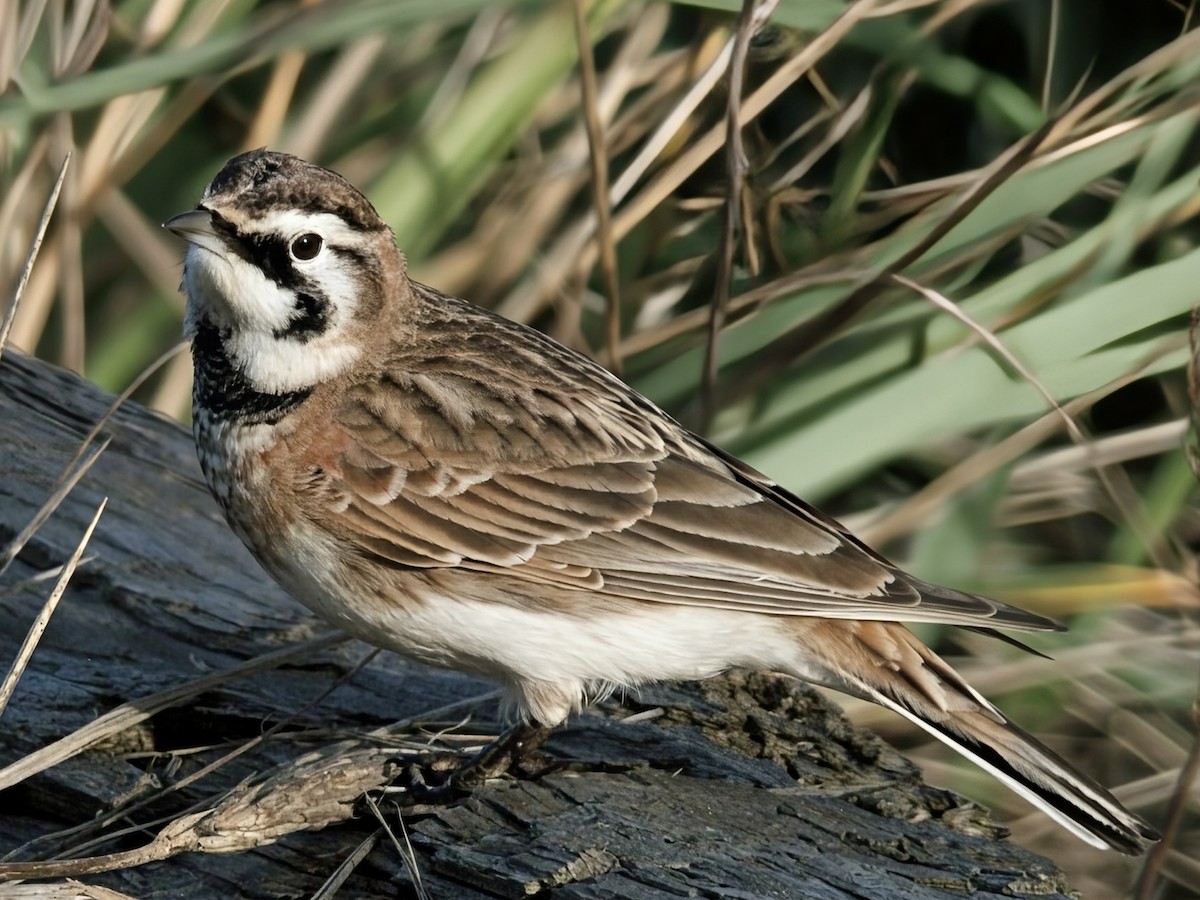 Horned Lark - ML645824203