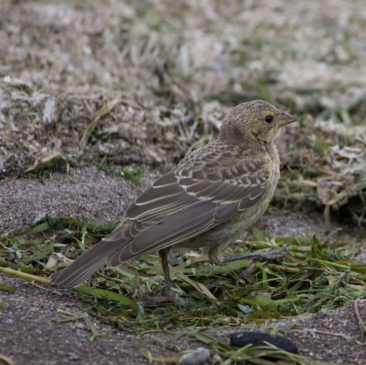 Braunkopf-Kuhstärling - ML645824217