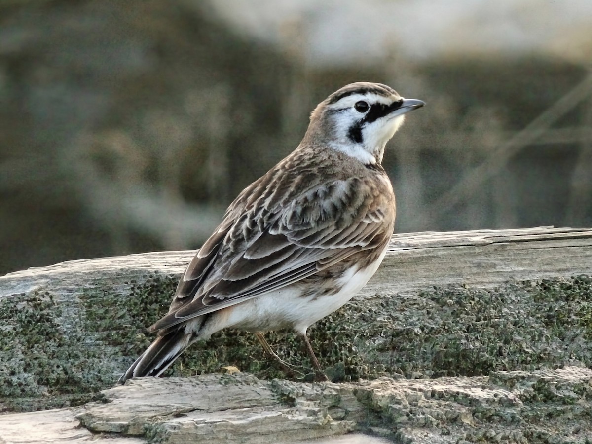 Horned Lark - ML645824220