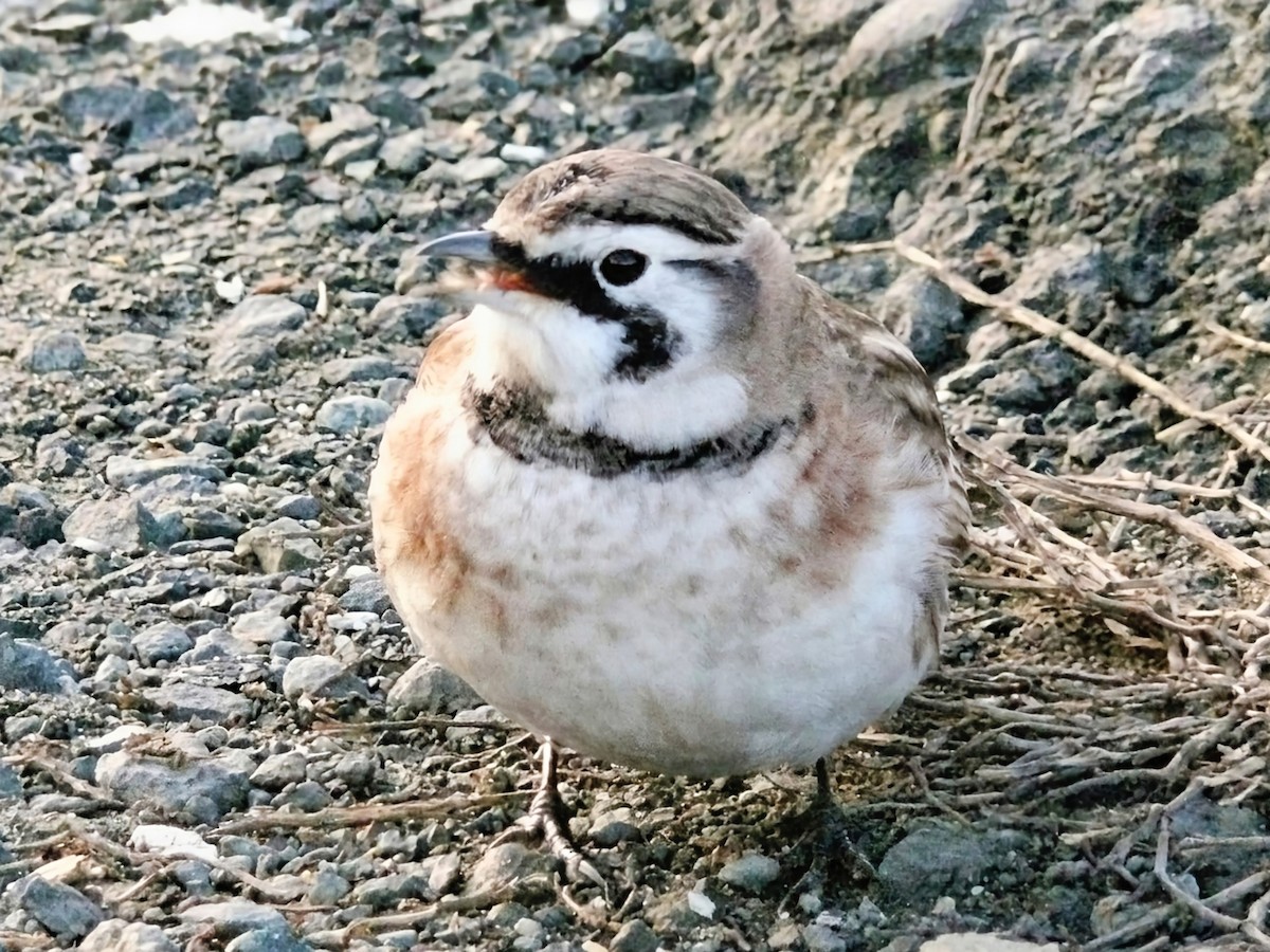 Horned Lark - ML645824221