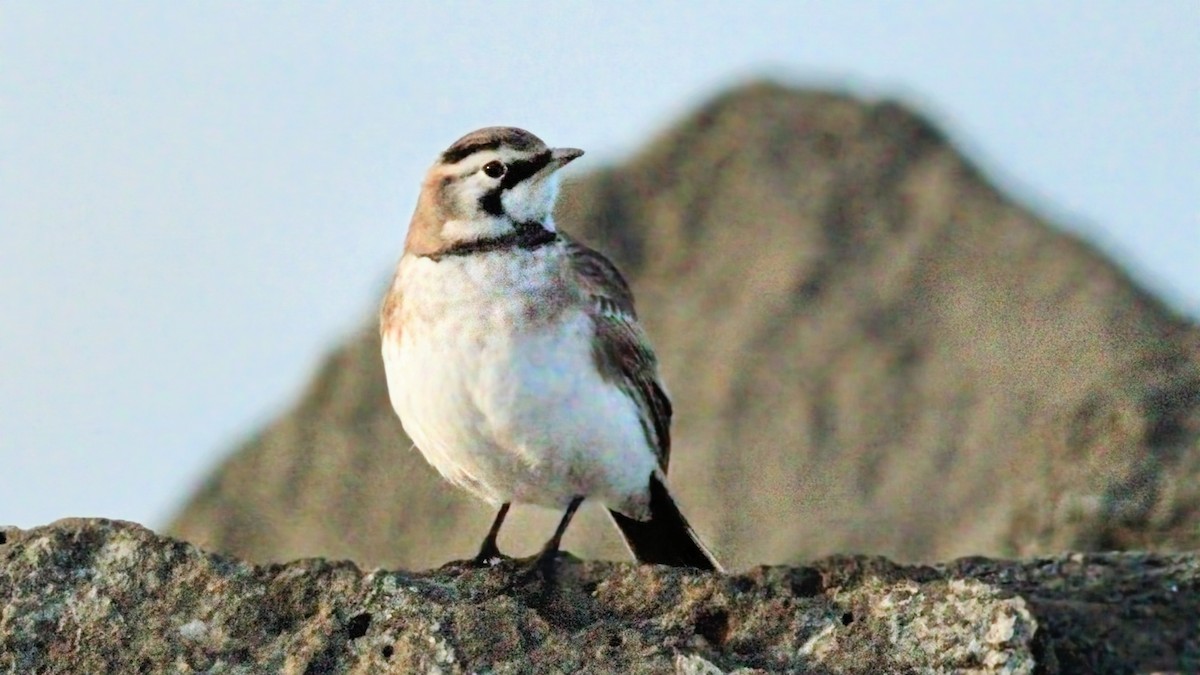 Horned Lark - ML645824222