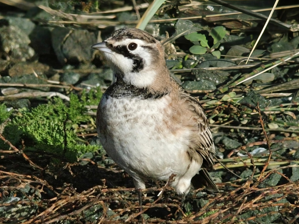 Horned Lark - ML645824223