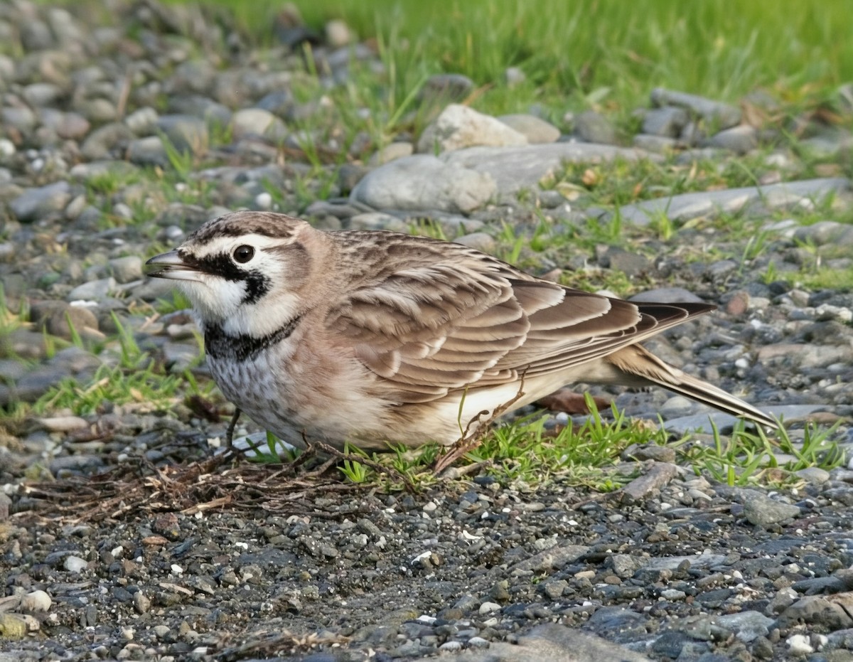 Horned Lark - ML645824224