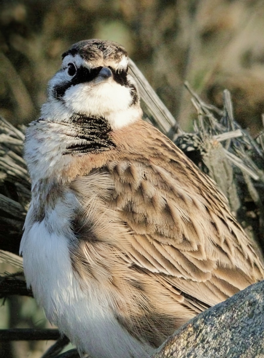 Horned Lark - ML645824225