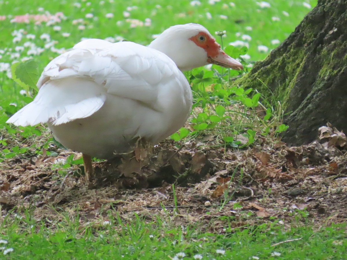 pižmovka americká (domestikovaná) - ML645824226