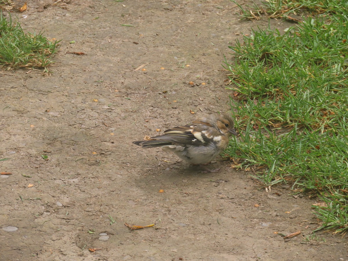 pěnkava obecná - ML645824228