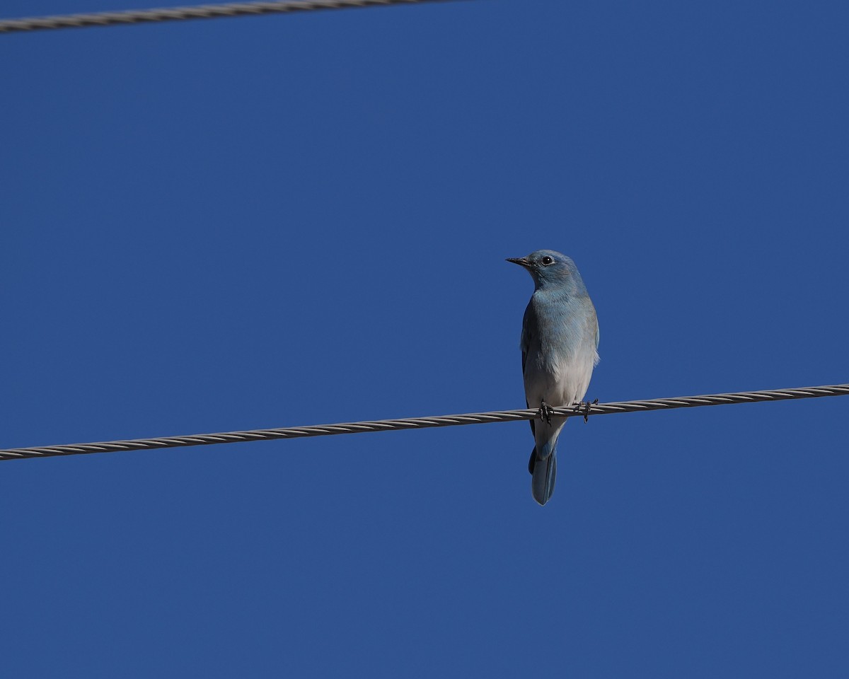Mountain Bluebird - ML645824233