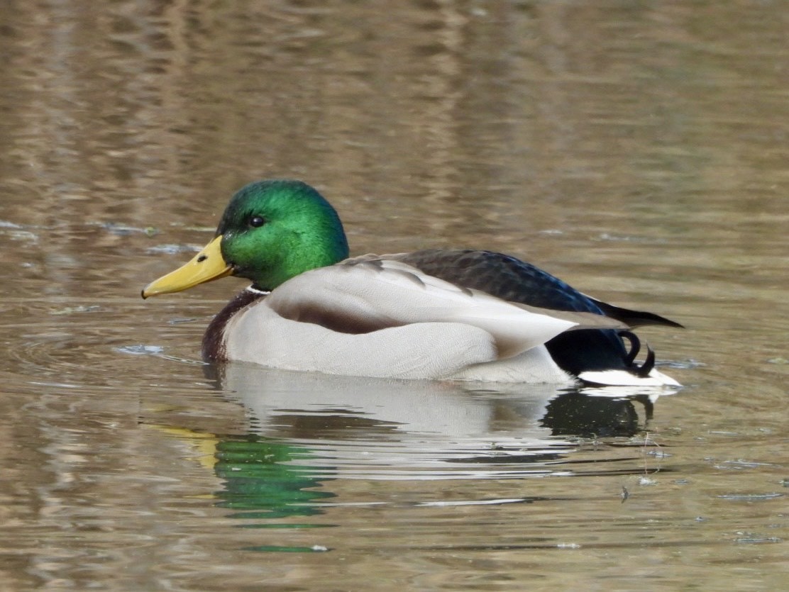 Mallard - ML645824235